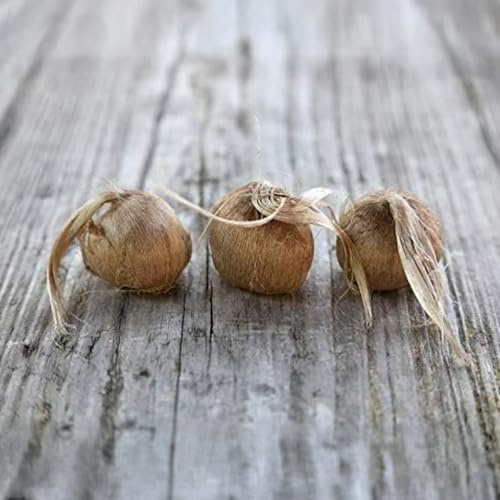 100 Bulbi di Zafferano BIO | Crocus sativus | Circonferenza 10/+ cm (circa 3 cm di diametro) - 3/5 fiori già dal primo anno - PREVENDITA VANTAGGIOSA - CONSEGNA IN AGOSTO 2026