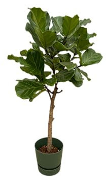 Trendyplants – Ficus Lyrata stam inklusive Elho Greenville rund grön – 160 cm – Ø 30 cm