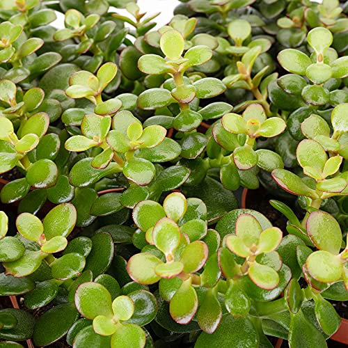 GardenersDream Crassula Minor Mini Shrub - Live Evergreen Indoor Money Plant - Low Maintenance Indoor Shrub for Home and Office - Great Gifts for Plant Lovers (15-25cm incl. 12cm Pot)