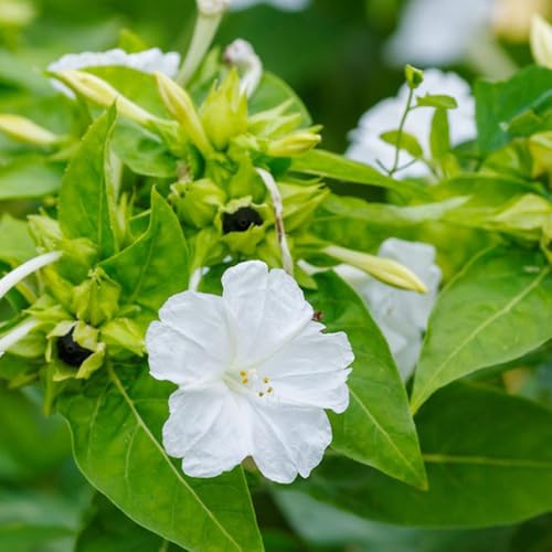 wunderblumesamen winterhart hochbeet wohnzimmer deko kletterpflanzen steingartenpflanzen gartenblumen balkonpflanzen wiesensaatgut garten geschenk wildblumen exotische blumenbeet 65samen
