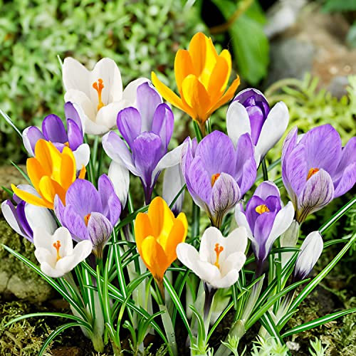 Bulbi Fiori Perenni da Esterno - 50 Bulbi Crocus Botanici Mix - Piante e fiori esclusivi dall'Olanda - 5 varietà e colori diversi - per giardino, vasi e balcone (non semi, non artificiali)
