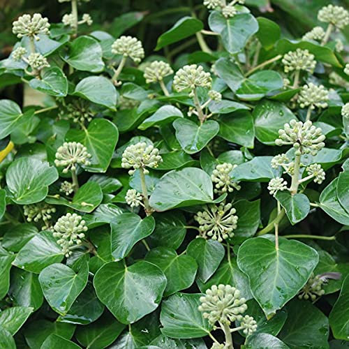 Kaukasischer Efeu 'Arbori Compact' - Hedera Helix 'Arbori Compact' - 20-25 cm Topf - Kompakte Form, pflegeleicht