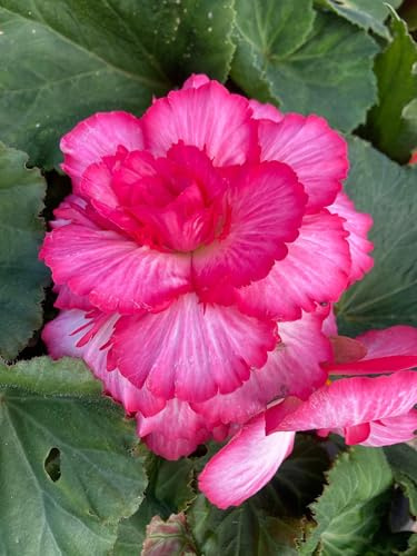 Begonia Pink Picotee - 3 Plants in 10cm pots
