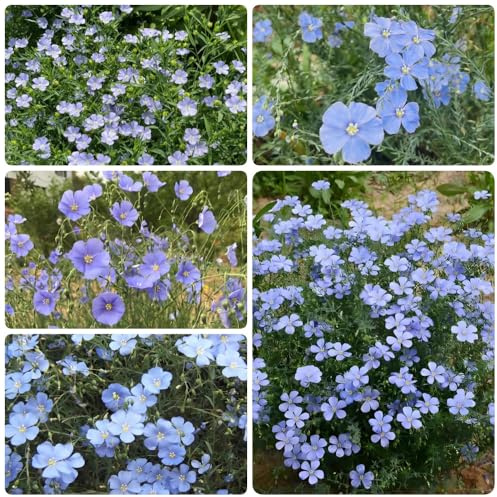 Semi di lino blu, Linum perenne, esotici da balcone copertura del terreno semi di selvatici da giardino 500pcs