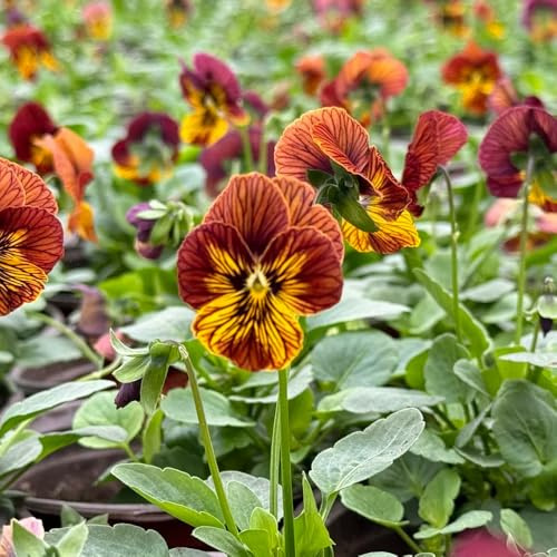 semi di viola del pensiero rampicanti resistenti, biologici di viola del pensiero di perenni resistenti da balcone, balcone 150pcs
