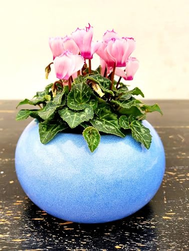 POWERS TO FLOWERS - CICLAMINO VITTORIA ROSA IN VASO CERAMICA AZZURRO, pianta vera