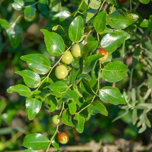 Semi di giuggiola (jujuba),Coltivazione di semi,da frutto colonnari semi biologici,per luoghi soleggiati vere 20pcs