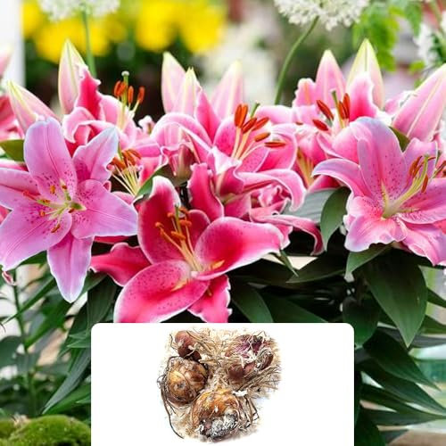 4 Lily Eternal Serenade Bulbs – Vibrant Hot Pink & Red Blooms – Captivating Fragrance – Summer-Flowering Perennials – Perfect for UK Gardens