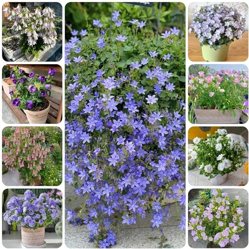 semi di campanula, rampicanti resistenti, biologici di campanula, campo da balcone, recisi da giardino, 120pcs
