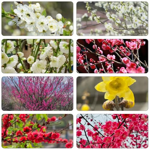 Armeniaca mume - bonsái semi di perenne resistenti giardino perenne resistenti all'inverno trepadora semi giardino 130pcs