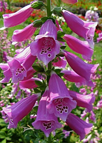 250 Semillas de Digitalis Purpurea (Dedalera, Foxglove)