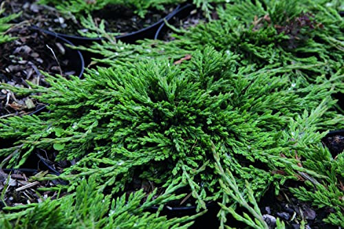 Suttons Juniperus horizontalis 'Pancake 'Dwarf Creeping Juniper Evergreen Foliage Garden Plant Ideal for Groundcover for rockeries or Raised flowerbeds and flowerpots. 2X 3 Litre Pot