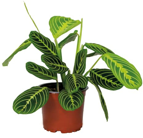 Bloomique - Maranta ‘Lemon Lime’ - Pianta della preghiera - Pianta ricadente - Pianta da interno - Purifica l’aria - Sicura per animali - Alta 10-20 cm - Vaso da 12 cm
