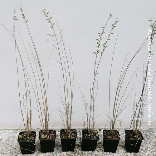 Ligustro Sinense, 10 piante alte 40/60 cm, vaso Ø9