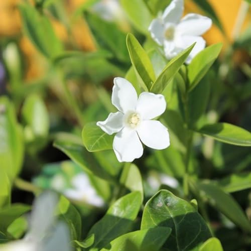 24 x Petite Pervenche 'Alba' - Vinca minor Alba godet 9x9cm, pour 3m² : Une charmante pervenche à fleurs blanches pour des aménagements de sol enchanteurs