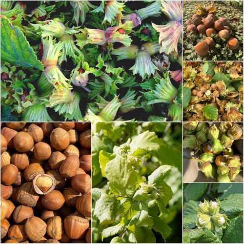 avellanas orgánicas - semillas de Semillas de para techos verdes balcón avellano jardín exóticas avellanas avellano 250pcs