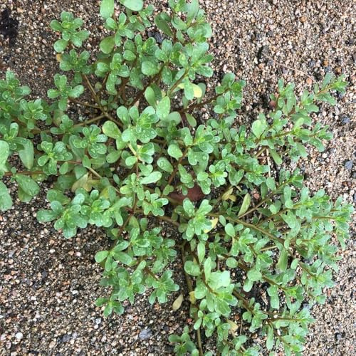portulaksamen bio - büro indoor deko winterharte für garten balkon luftreinigende gewächshaus 500pcs