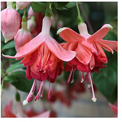 6 Trailing Fuchsia Bicentennial Plug Plants *Great Hanging Basket Plants*Stunning Fuchsias Amazing Value. Glam up Your Garden Garden Ready.
