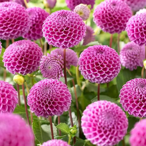 1 x Dahlia Pompon Franz Kafka – Dark Pink Pompons – Summer Flowering Bulb – Honeycomb Blossoms – Perennials – for Your Beautiful Garden