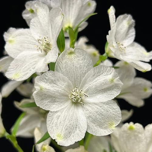 semi resistenti di delphinium di perenni resistenti di delphinium vecchie varietà, decorazione soggiorno esotiche, 125pcs