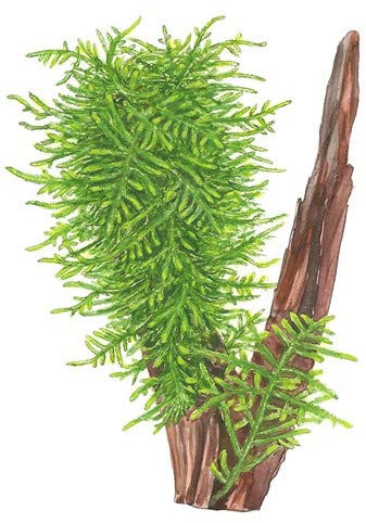 Stachelmoos auf Holz - Taxiphyllum 'Spiky' - 10 cm - lebende Aquariumpflanze