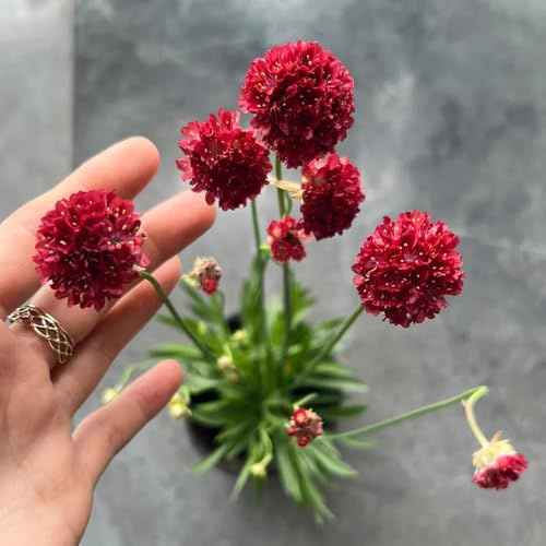 Armeria marittima selvaggio, autunno, selvaggio perenne balcone arbusto farfalle serrature balcone semi perenni decorazione semi giardino 700pcs