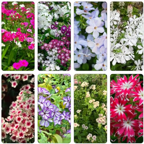 Phlox de alfombra - flox subulata trepadora silvestres de balcón decoración semillas balcón jardín rocas primavera jardín Cobertura 550pcs