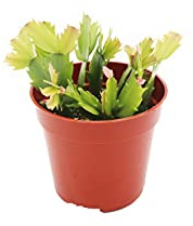 Orange Holiday Cactus, Christmas and Thanksgiving Hybrid- 4'' from California Tropicals
