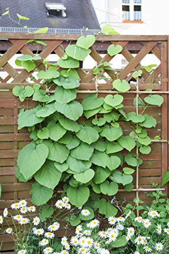 Aristolochia macrophylla 40–60 cm – Winterhart & Mehrjährig & Pflegeleicht – Pfeifenwinde – Kletterpflanze für Pergola & Rankhilfe