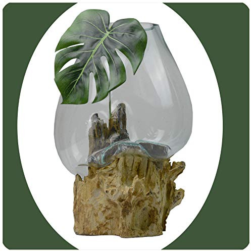 Wurzelholz Glas-Vase Wurzel-Vase Deko-Glas Kaffeewurzel Holz Design Blumenvase extra groß