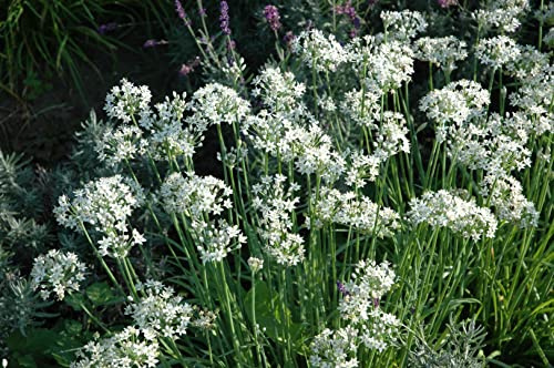 Allium tuberosum 9x9 cm Topf – Winterhart, Mehrjährig, Pflegeleicht – Schnittknoblauch – Kräuterpflanze für Beet & Balkon