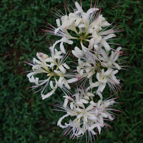 bulbos de lycoris radiata - lirio araña, raras jardín resistentes 5pcs