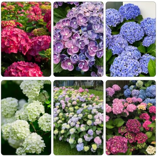 hortensias semillas de perennes semillas de Cobertura perenne resistente arbusto mariposas bonsái en extremadamente resistentes 600pcs