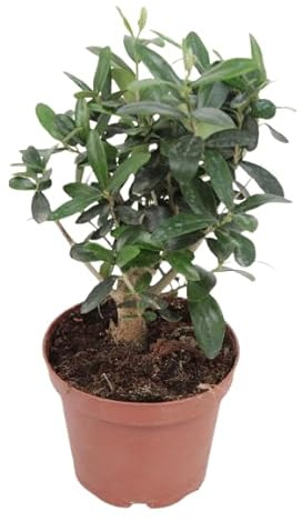 Mini Olivo |DECOALIVE | Planta Natural | Árbol Vivo Decorativo
