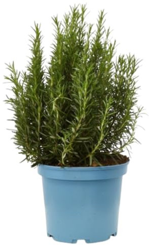 Verdecora Romero alto (Maceta 15 cm Ø) - Planta viva - Planta aromatica