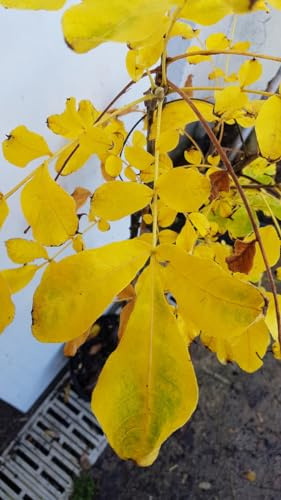 Carya tomentosa/Pacanier blanc/Conteneur de 3 à 4 litres/Baliveau/Fruitier