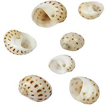 CHAASDEOM Coquille de mer Naturelle. Coquille de Croissance de Crabe ermite 7 pièces, coquilles de Crabe ermite Coquillage Turbo conque de mer Naturelle, Maison de Crabe ermite for la décoration