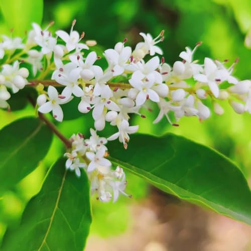 semillas de aligustre de hoja perenne - orgánicas resistentes decoración de balcón jardín 30pcs