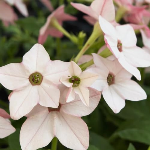 Semi di tabacco ornamentale - Nicotiana alata - decorazione del giardino per esterno rare semi di Le da giardino sono 30pcs