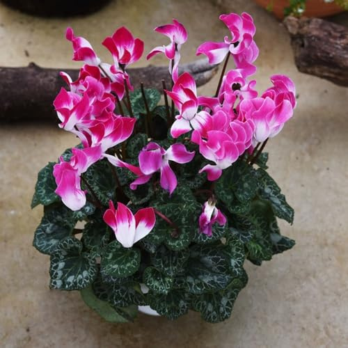Semi di ciclamino giardino serre balcone giardino roccioso arredamento del soggiorno decorative d'appartamento esotiche 90pcs