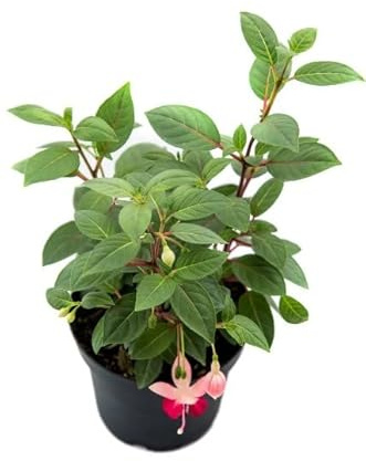 Fuchsia Natural La Planta que Agregará una Explosión de Color a tu Jardín o al Interior del Hogar