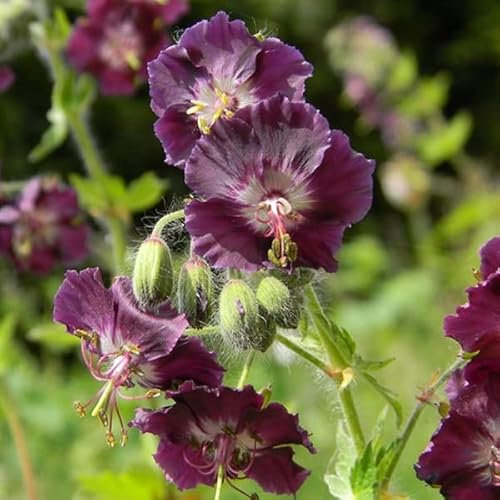 12 unità Geranium Phaeum 'Samobor' - Perenne Vivace Cranesbill 'Samobor' Vaso 9x9cm ±1 m² - Geranio con Fiori Viola e Foglie Scure