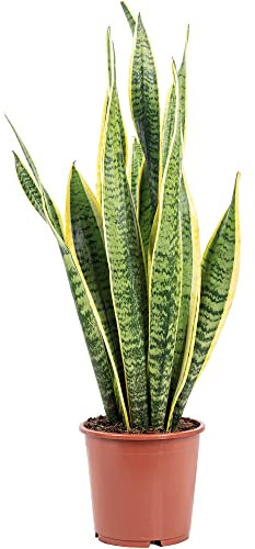 Bogenhanf - pflegeleichte Zimmerpflanze, Sansevieria trifasciata Laurentii - Höhe ca. 65 cm, Topf-Ø 17 cm