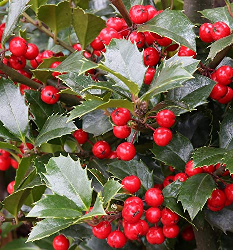 Stechpalme Ilex Heckenfee® 80-100cm - Ilex meserveae - lebende Gartenpflanze aus den Baumschulen