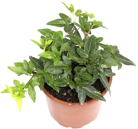 Hiedra Planta Natural, Fácil de Cuidar y Trepadora