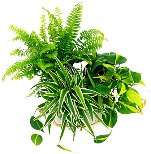 POWERS TO FLOWERS - TRIS PIANTE PURIFICA ARIA: FELCE BOSTON, CHLOROPHYTUM, POTOS SCANDENS BRASIL IN VASO 13CM, 3 Piante Depura Aria, Piante Vere