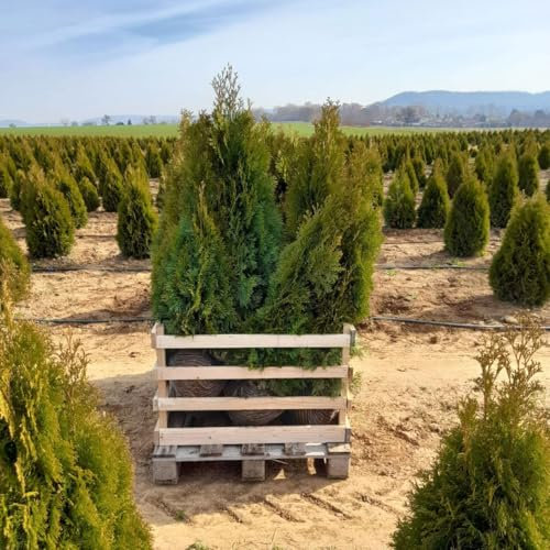 Thuja occidentalis 'Smaragd', Höhe 80-100 cm, mit Ballen, 20 Stück