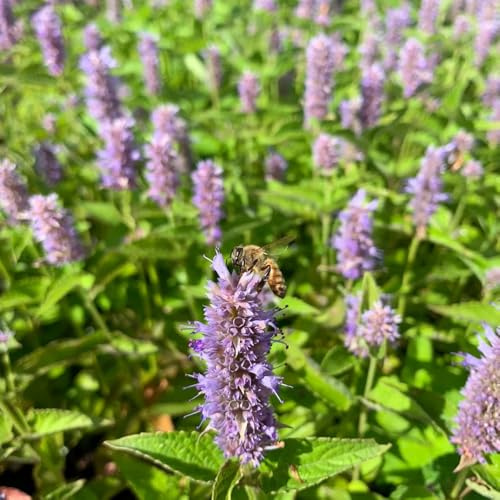 Semi di ortica profumata, semi di medicinali Agastache foeniculum, da giardino roccioso resistenti esotiche 400pcs