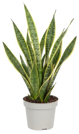 Planta de Interior DECOALIVE | Lengua de Suegra Sansevieria Trifasciata Laurentii Maceta de 14 cm 40-45 cm de Altura