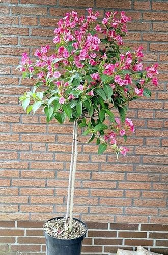 Weigelie Weigela Bristol Ruby Stämmchen Stammhöhe 70 cm Krone 50 cm 5 L | Winterhart, robust & blühfreudig – bienenfreundlich mit leuchtenden Blüten, als Blickfang für Beet & Kübel